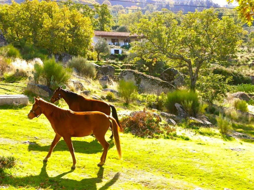 Гостевой дом Quinta Do Marvao Номер фото